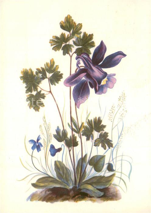 Blumen Ancolia