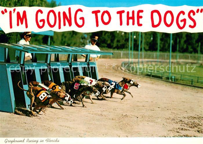 Hunde Hunderennen