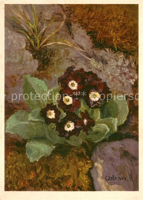 Blumen Primulaceae