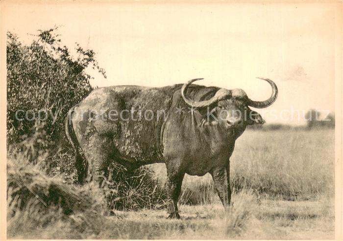Bueffel Ruanda