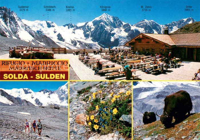 Sulden Solda Madritsch Huette Terrasse Panorama Alpenflora Bueffel