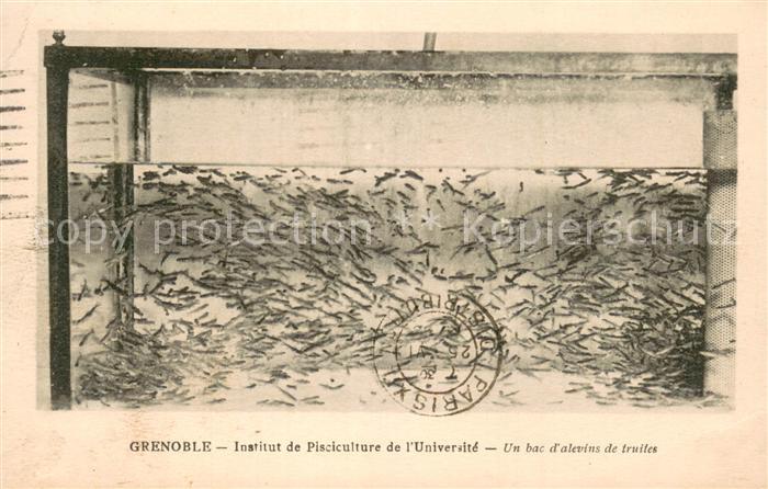 Grenoble 38 Institut de Pisciculture de l’Universite Un bac d’alevins de truiles