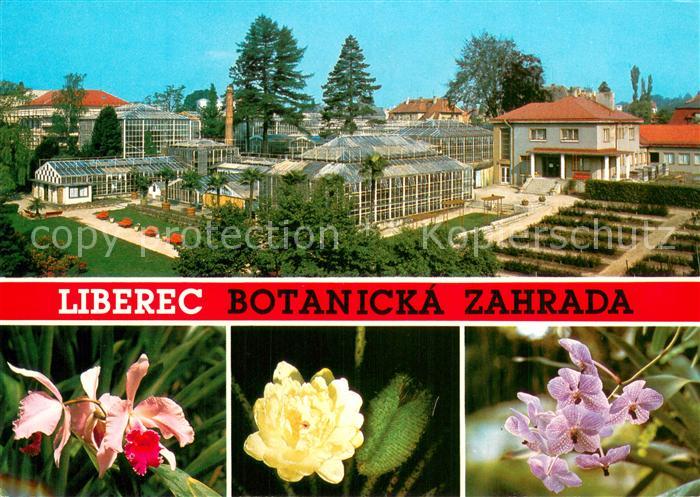 Liberec Reichenberg Botanicka zahrada Cattleya hybr Victoria Regis Vanda Coerule