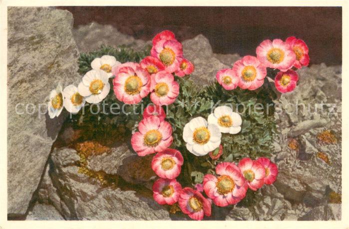 Blumen 2269 Rhanun culus glacialis