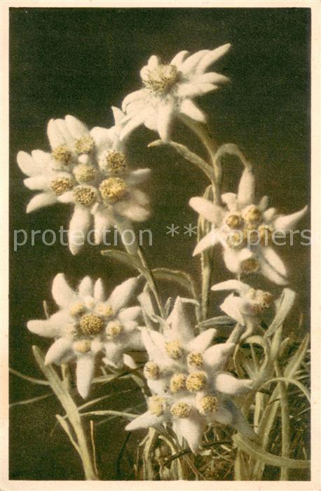 Blumen A.1658 Leontopodium alpinum-Edelweiss