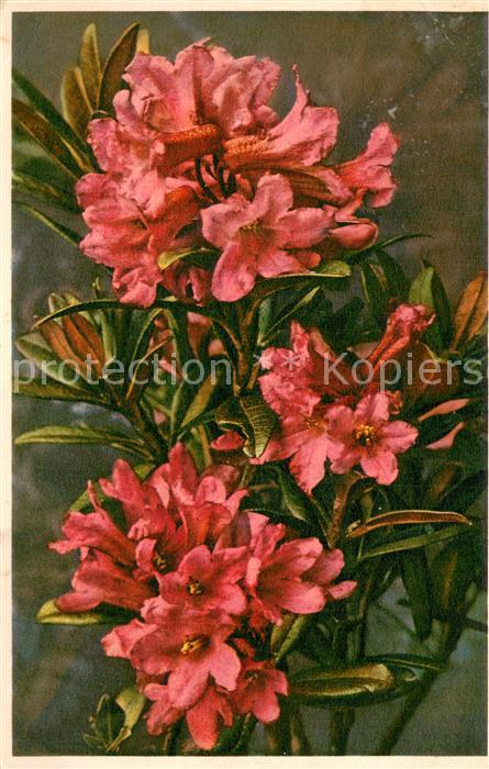 Blumen 1617 Rhododendron ferrugineum
