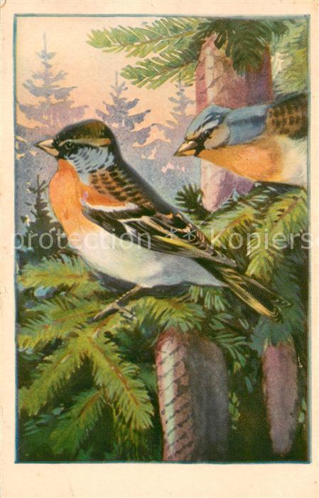 Voegel Birds Oiseaux Uccelli Pajaros-- Berglink-Pinson montain