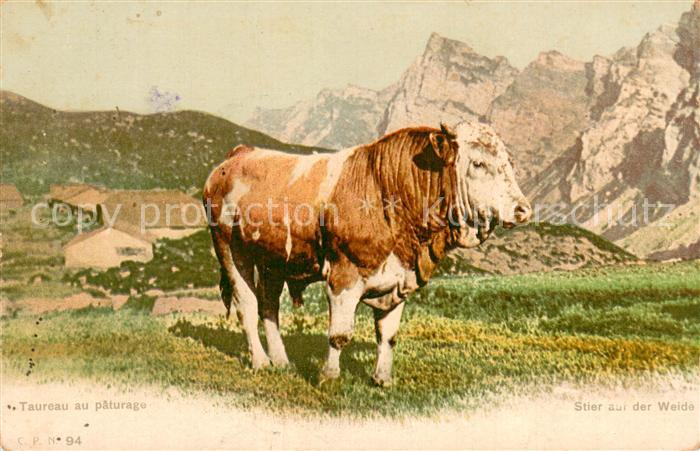 Stiere C.p.n 94 Stier auf der Weide