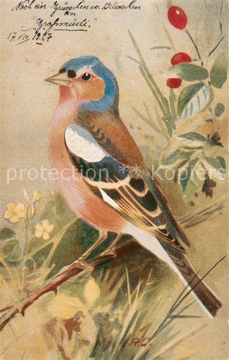 Voegel Birds Oiseaux Uccelli Pajaros-- Le Pinson Chaffinch
