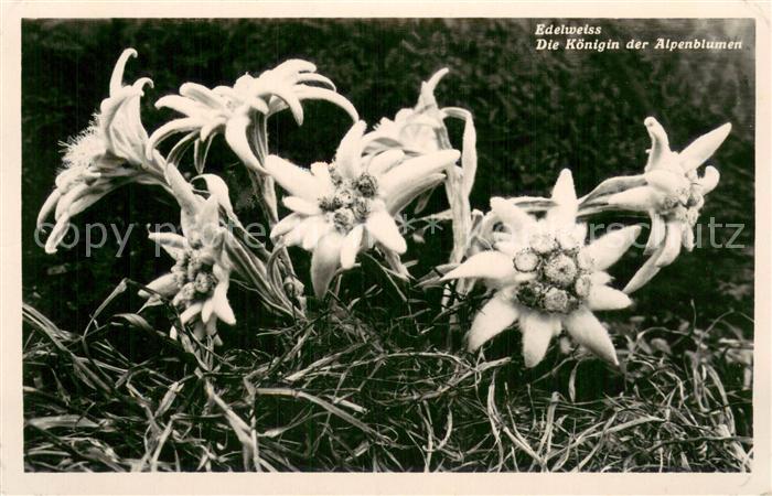 Edelweiss Die Königin der Alpenblumen
