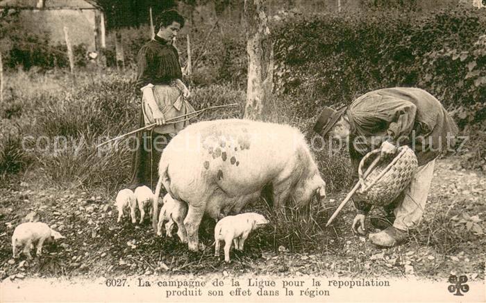 Schweine Pigs Cochons Cerdos Maiali-- Landwirtschaft