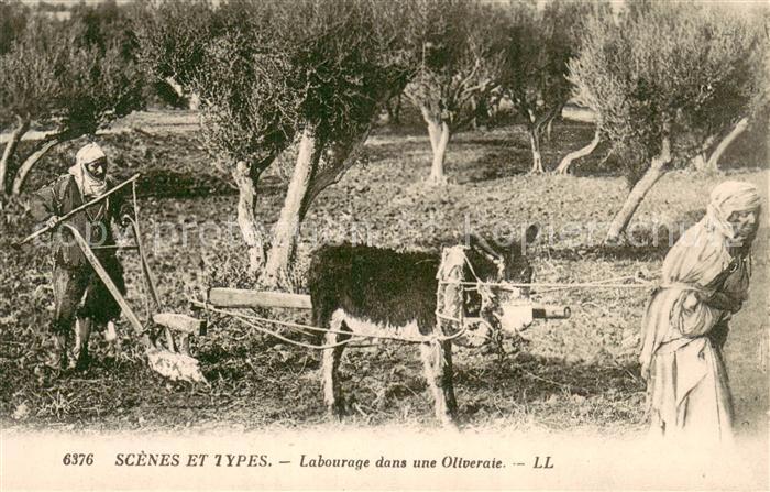 Esel Donkey Ane Burro Asno Asino-- Landwirtschaft