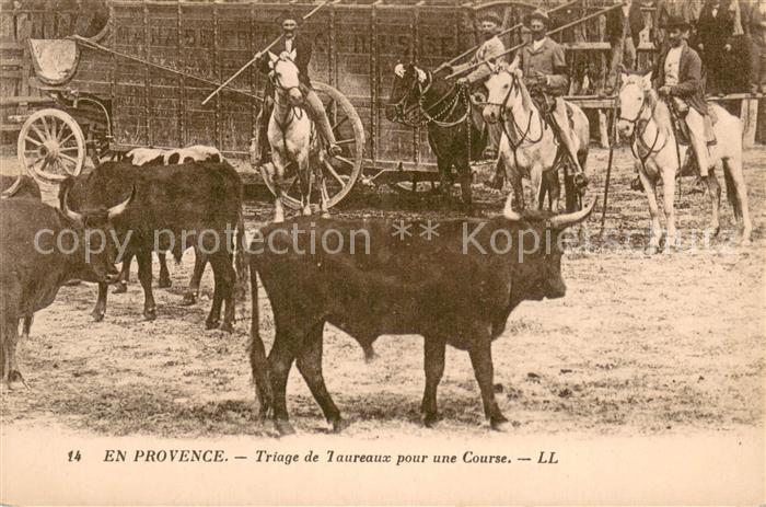 Stiere Bulls Toros Taureaux Tori--