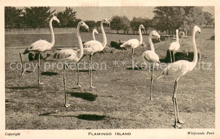 Flamingo Island Whipsnade Park