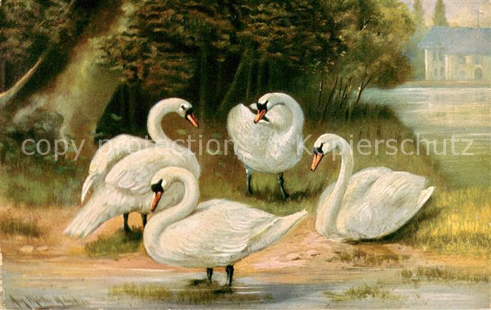 Schwan Schwaene am See