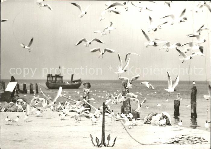 Usedom Mecklenburg-Vorpommern Strand Fischerboot Moewen