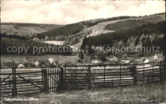 Holzminden Weser Fohlenplacken im Solling