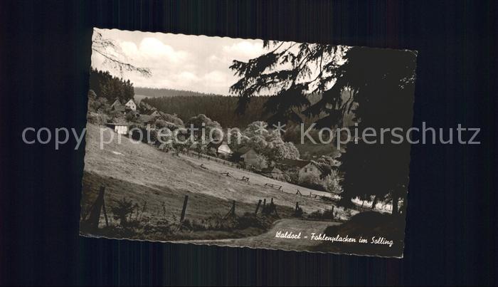 Holzminden Weser Fohlenplacken im Solling