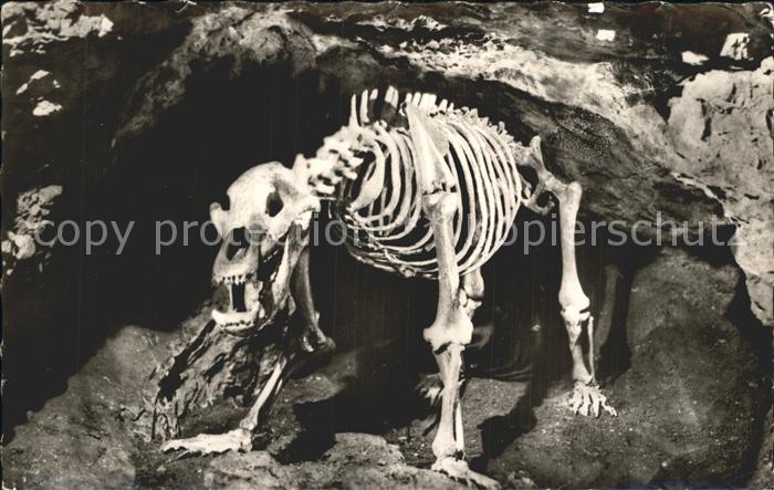 Baeren Skelett Höhlenbär Teufelshöhle Fränkisc