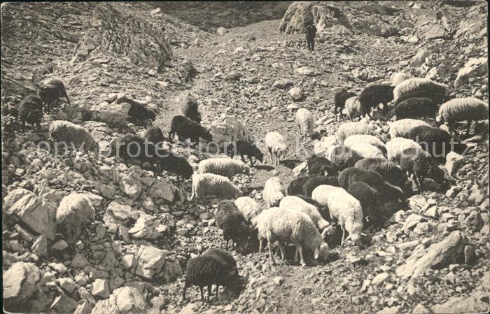 Schafe Hirte