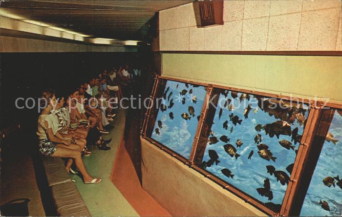 Fische Silver Springs Florida Glass Bottom Boats