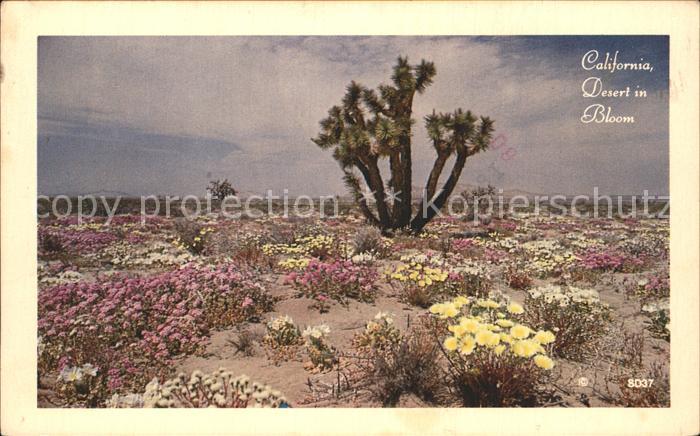 Kakteen Desert in Bloom California
