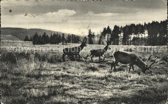 Hirsch Hirsche in freier Wildbahn