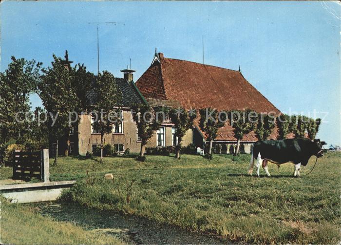 Kuehe Friesland Friese boerderij