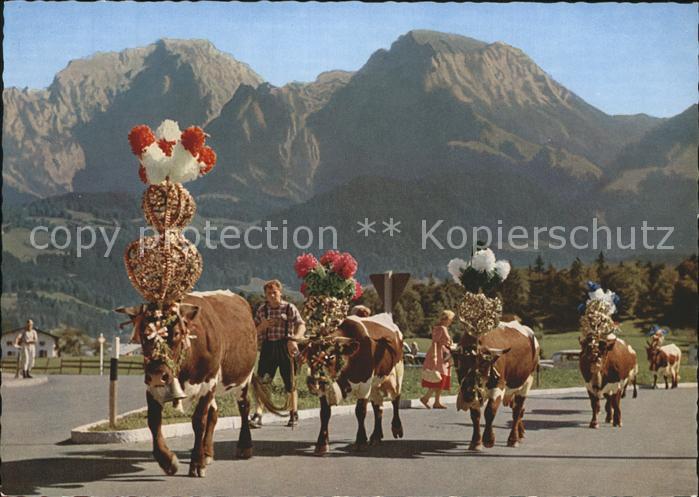 Kuehe Almabtrieb Bayerische Alpen