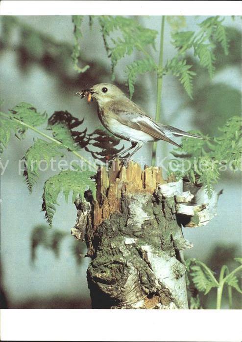 Voegel Birds Oiseaux Uccelli Pajaros-- Trauerschnaepper