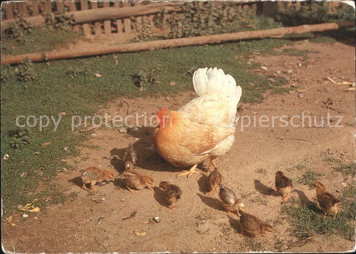 Gefluegel Henne Kueken Ostern