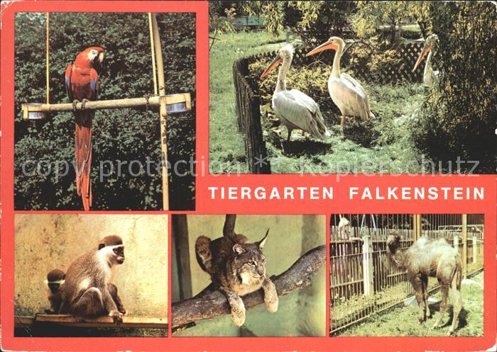 Falkenstein Vogtland Tiergarten Falkenstein Ara Meerkatzen Luchs Junges Kamel