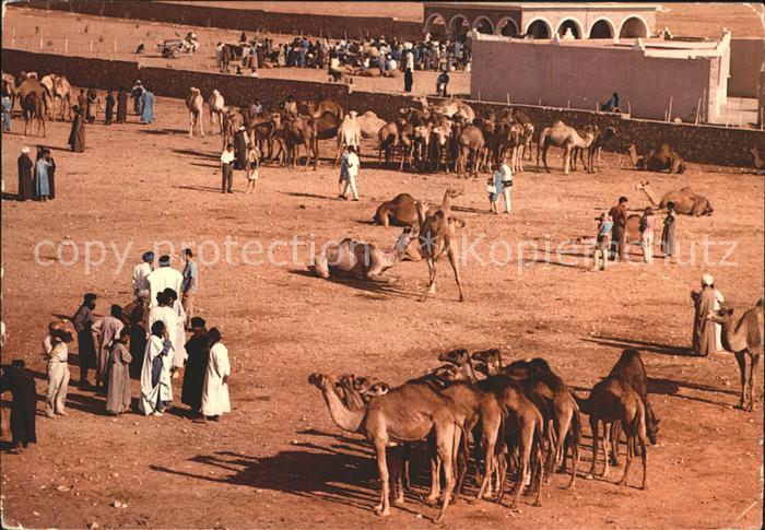 Goulimine Marokko Porte du Sahara Marche des Chameaux