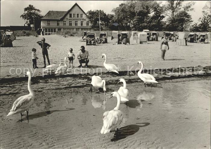 Boltenhagen Ostseebad Strand Schwaene