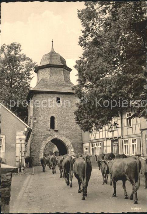 Stolberg Harz Rittertor Kuhherde