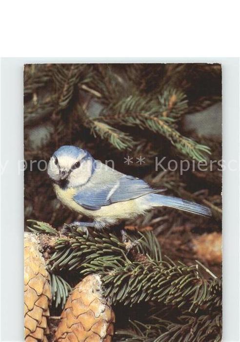 Voegel Birds Oiseaux Uccelli Pajaros-- Blaumeise