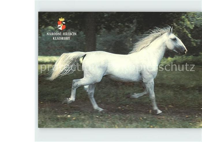 Pferde Narodni Hrebcin Kladruby