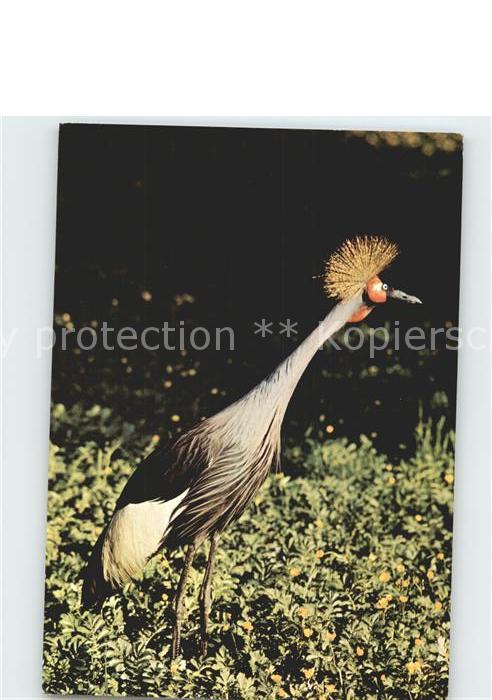 Voegel Birds Oiseaux Uccelli Pajaros-- Kronenkranich Zoo Dresden