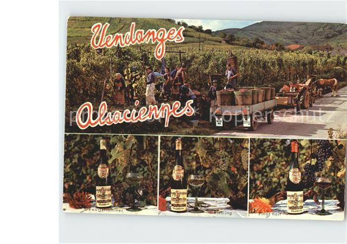 Wein Riesling Pinot Noir Gewuerztraminer Vendanges Alsace Traubenlese