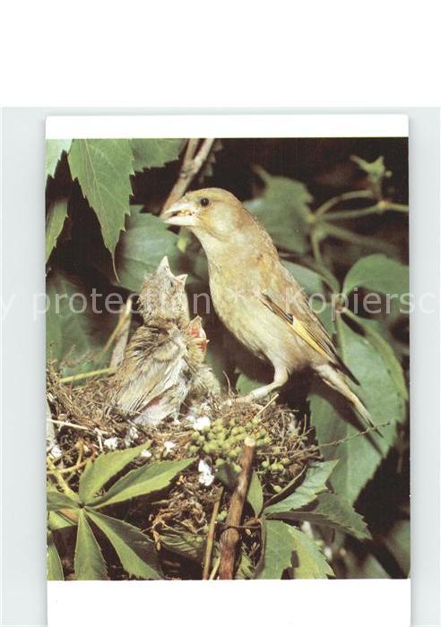 Voegel Birds Oiseaux Uccelli Pajaros-- Gruenling Nest