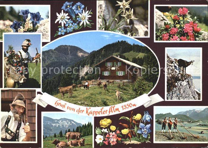 Nesselwang Allgaeu Bayern Kappeler Alm Alpenflora Steinbock Hornblaeser Kuehe A