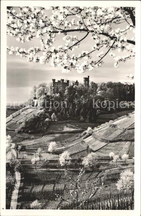 Ortenburg Schloss Haus fuer Jugend und Volksbildung Baumbluete