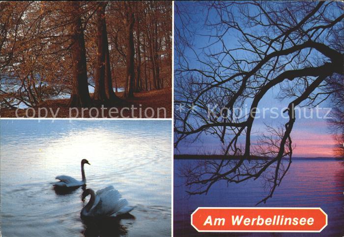 Werbellinsee-Altenhof Abendstimmung Schwaene Biospaerenreservat Schorfheide Chor