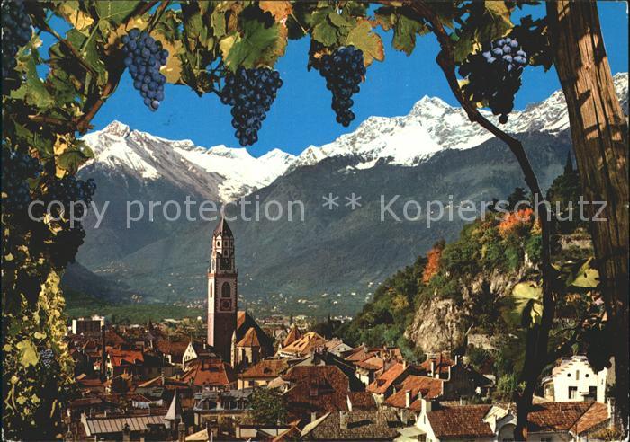 Meran Merano Stadtbild mit Texelgruppe Weinreben
