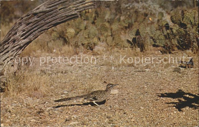 Voegel Roadrunner Wegekuckuck