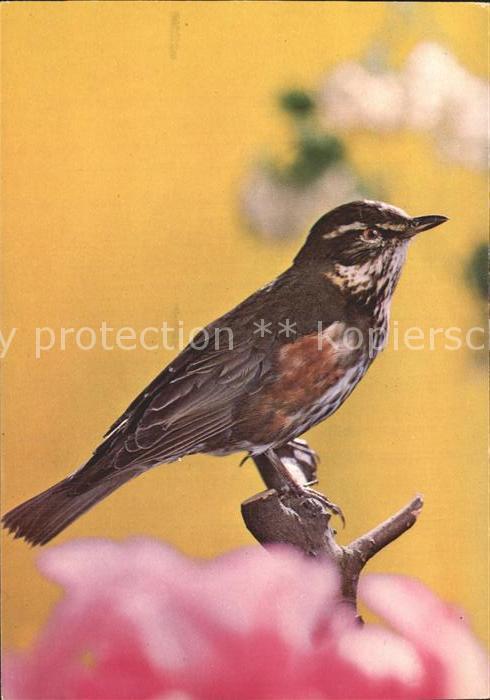 Voegel Birds Oiseaux Uccelli Pajaros-- Wein-Drossel