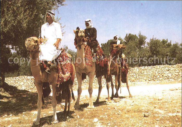 Kamel  Camel Chameau Kamelreiter