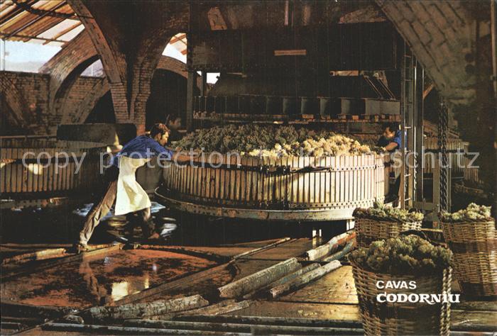 Wein Cavas Codorniu Traubenpresse