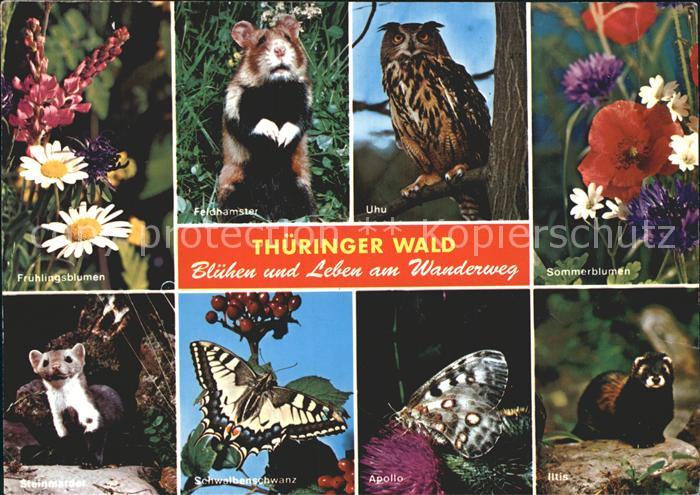 Schmetterlinge Apollo Schwalbenschwanz Uhu Iltis Feldhamster Steinmarder