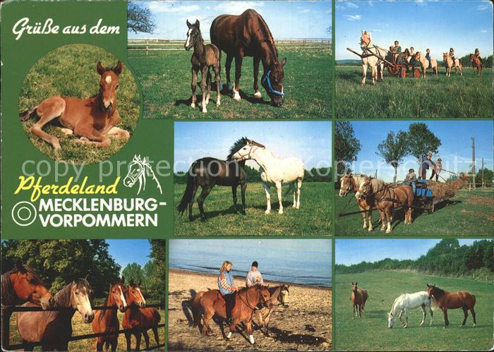 Pferde Pferdeland Mecklenburg-Vorpommern
